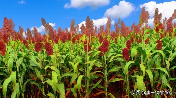 8步教你用唐三镜烤酒设备酿出美味的四川小曲高粱酒