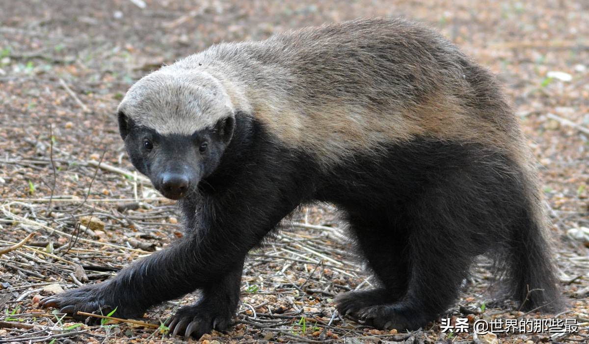 短尾猫才是凶猛的猫科,最凶的猫矮脚猫
