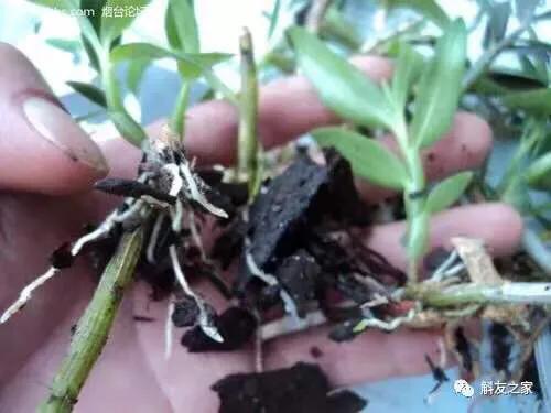 石斛兰烂头如何抢救,石斛兰花苞枯萎怎么救活