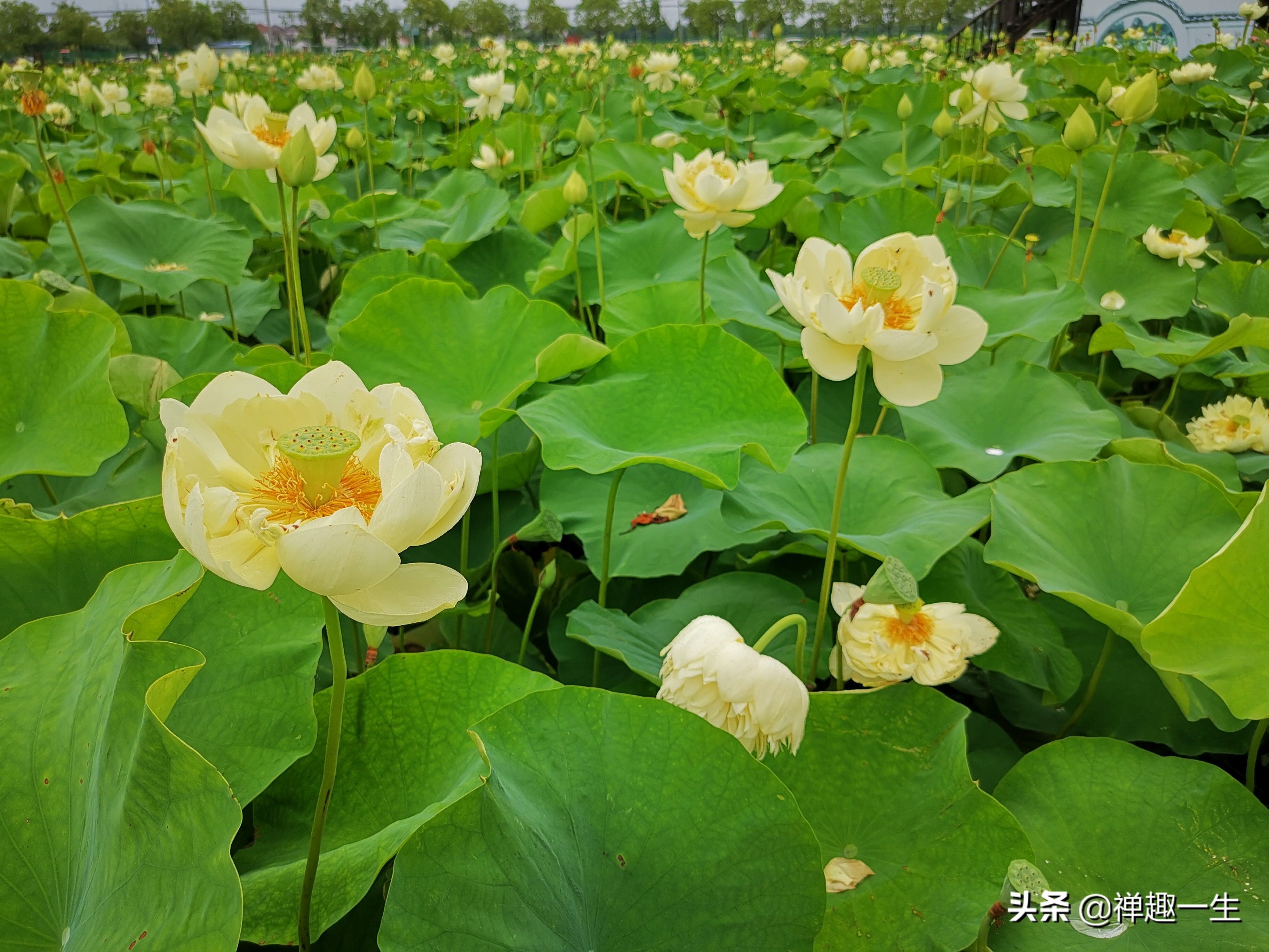 辰山植物园荷花研究基地,中科院上海辰山植物科研中心