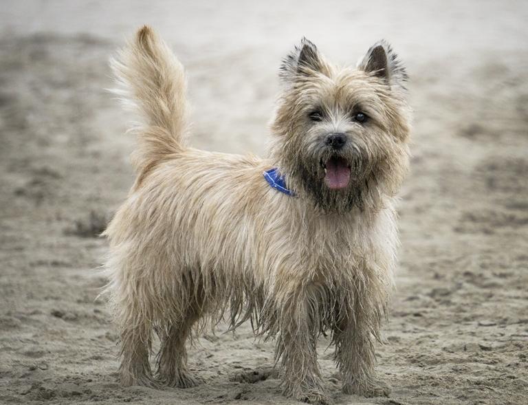 超可爱的8种狗看到都让人心动,最可爱的十种狗