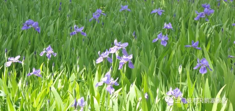 天鹅湖牡丹园景区,天鹅湖景区怎么样