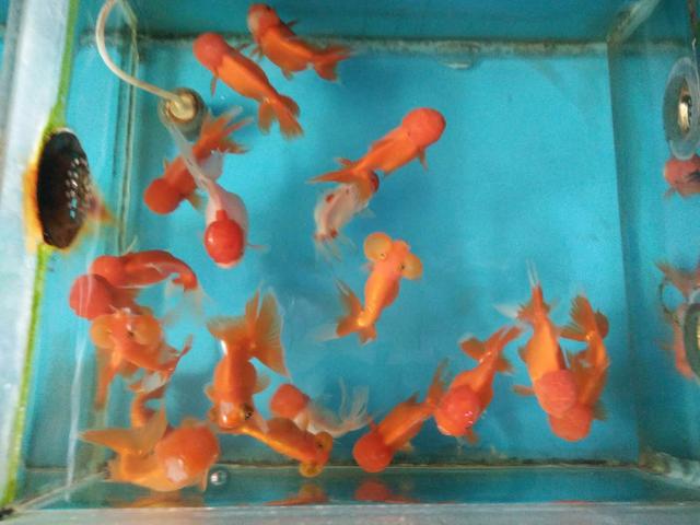 买回的观赏鱼有应激反应怎么办,新买的观赏鱼怎么预防生病