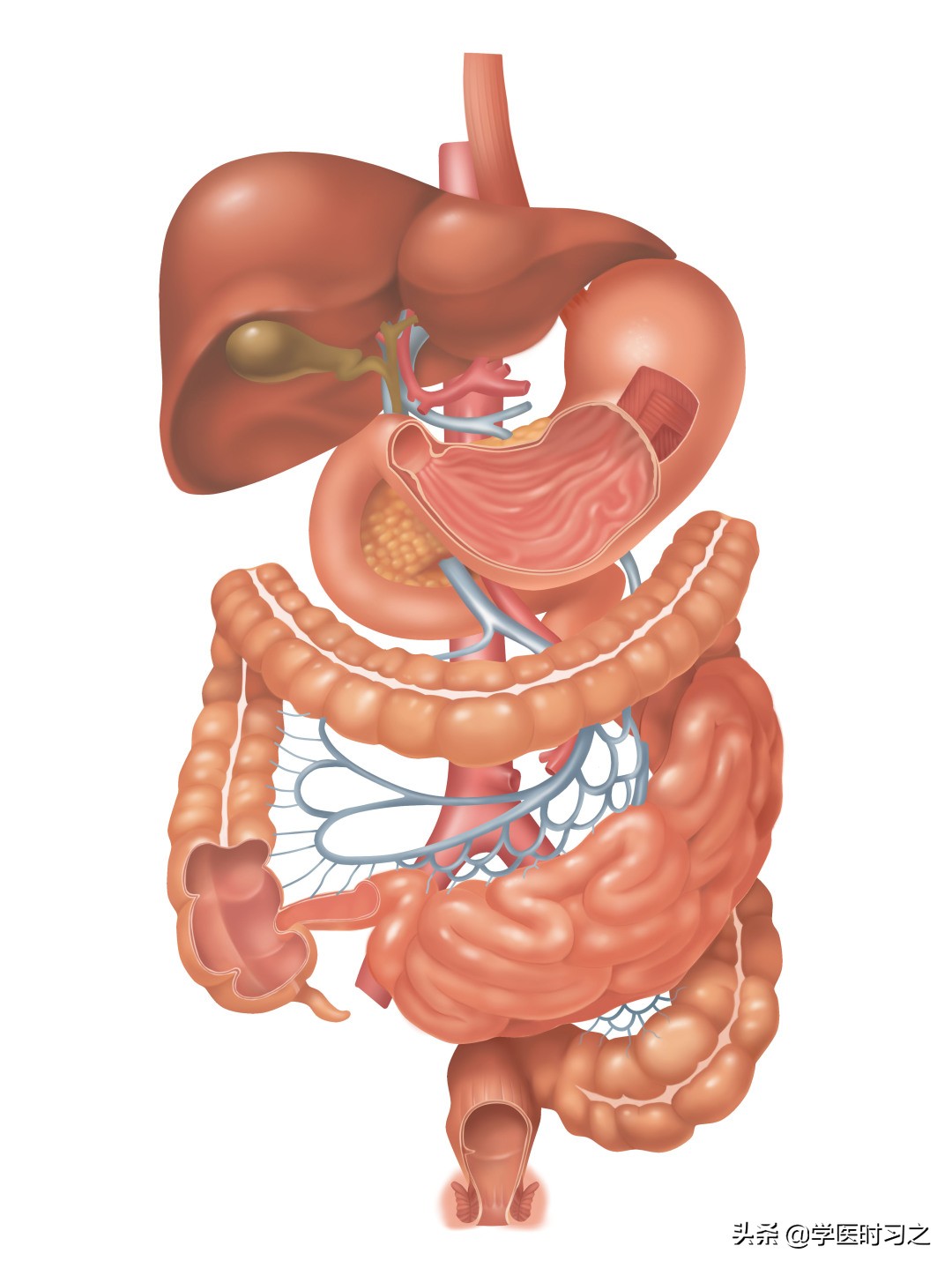 食物变成便便的过程是什么过程,食物变成大便的全过程