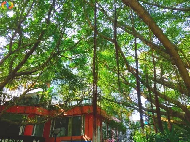 从平安路到桃园路的旧街，独属于老香洲的记忆