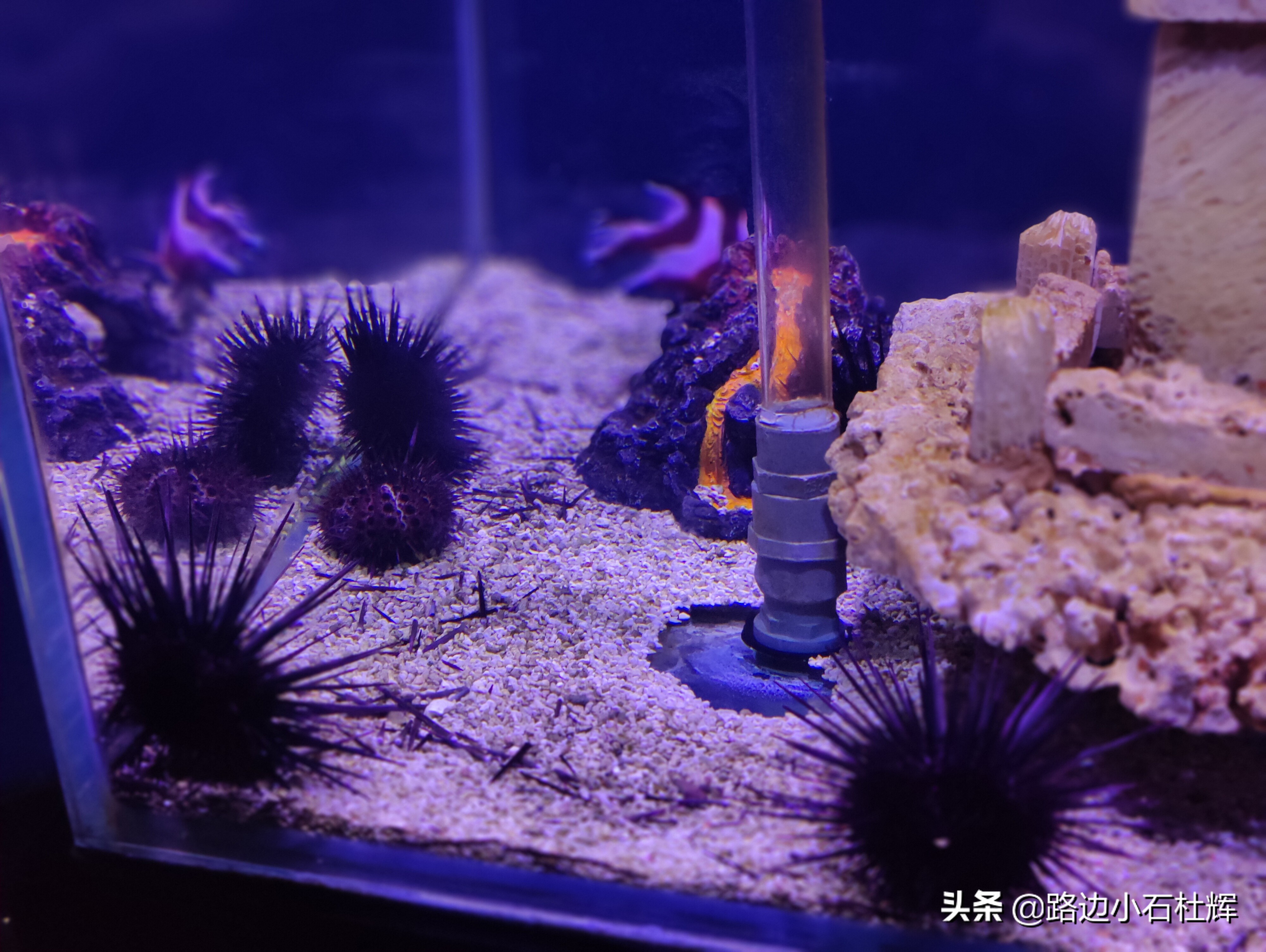 北京海洋馆游玩一览表,北京太平洋海洋馆海底世界