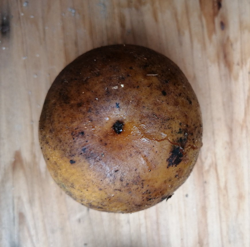 儿时味道脆柿子,山西小油柿子