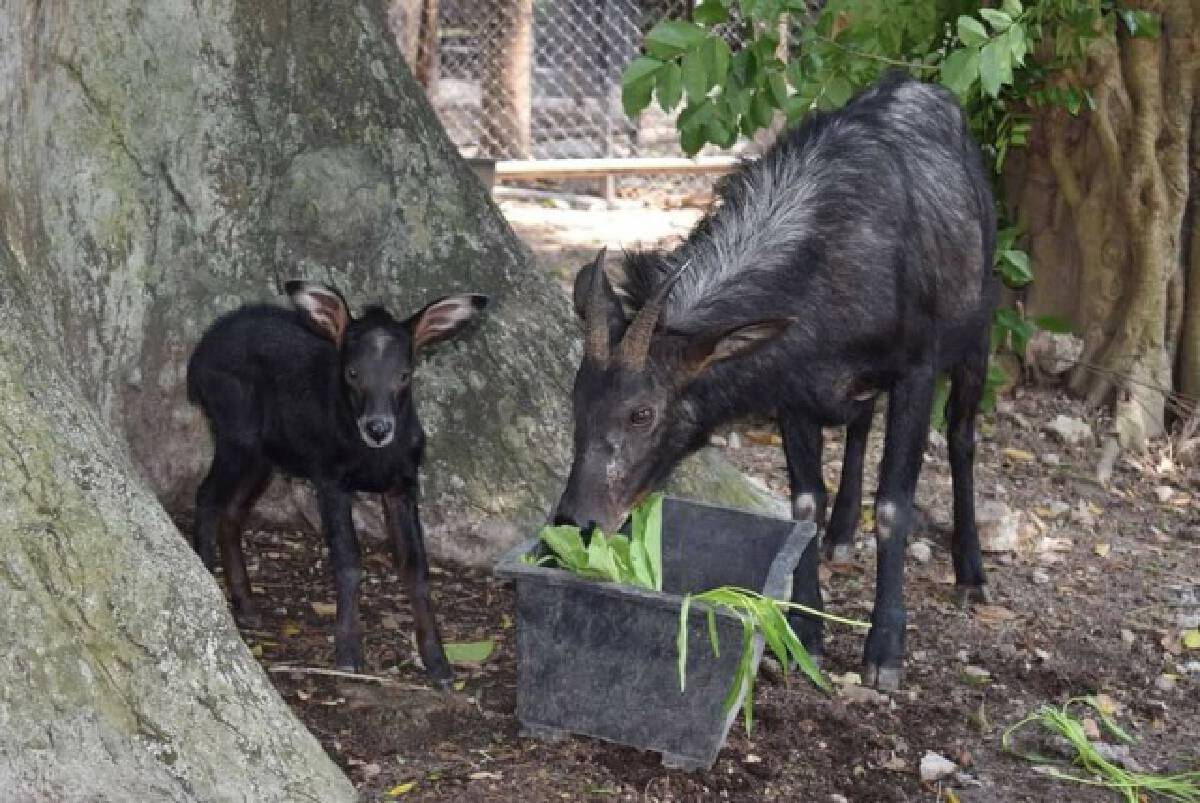 长着羊角和狮子一样的神兽,长得像羊长得又像鹿的神兽
