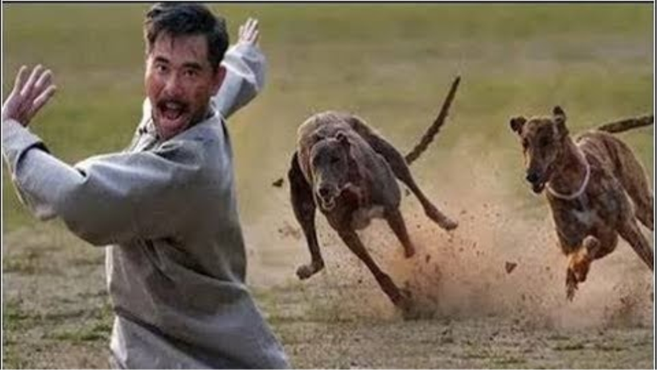 狗肉究竟该不该吃狗肉争议不断,狗肉究竟该不该吃