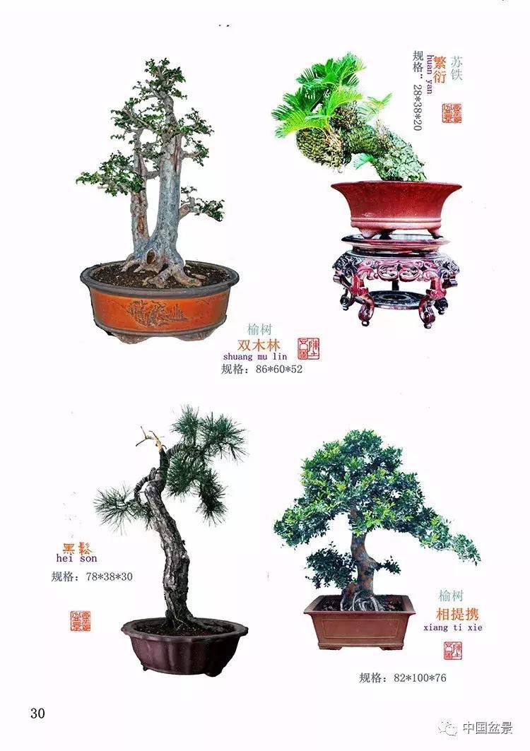 陈文图老师,陈文图盆景欣赏