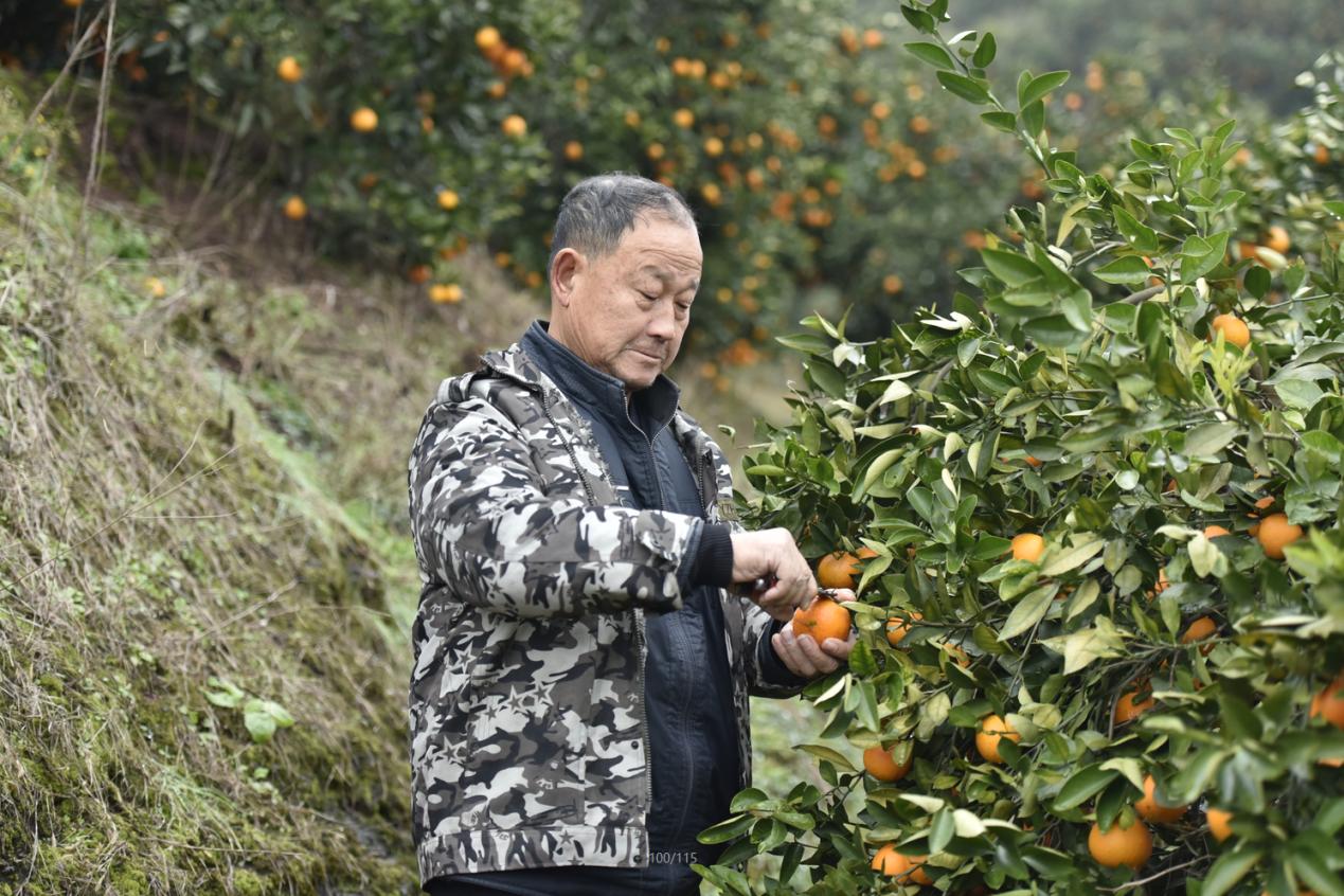 免狐扶贫项目上线，为麻阳甜橙解决销路难题