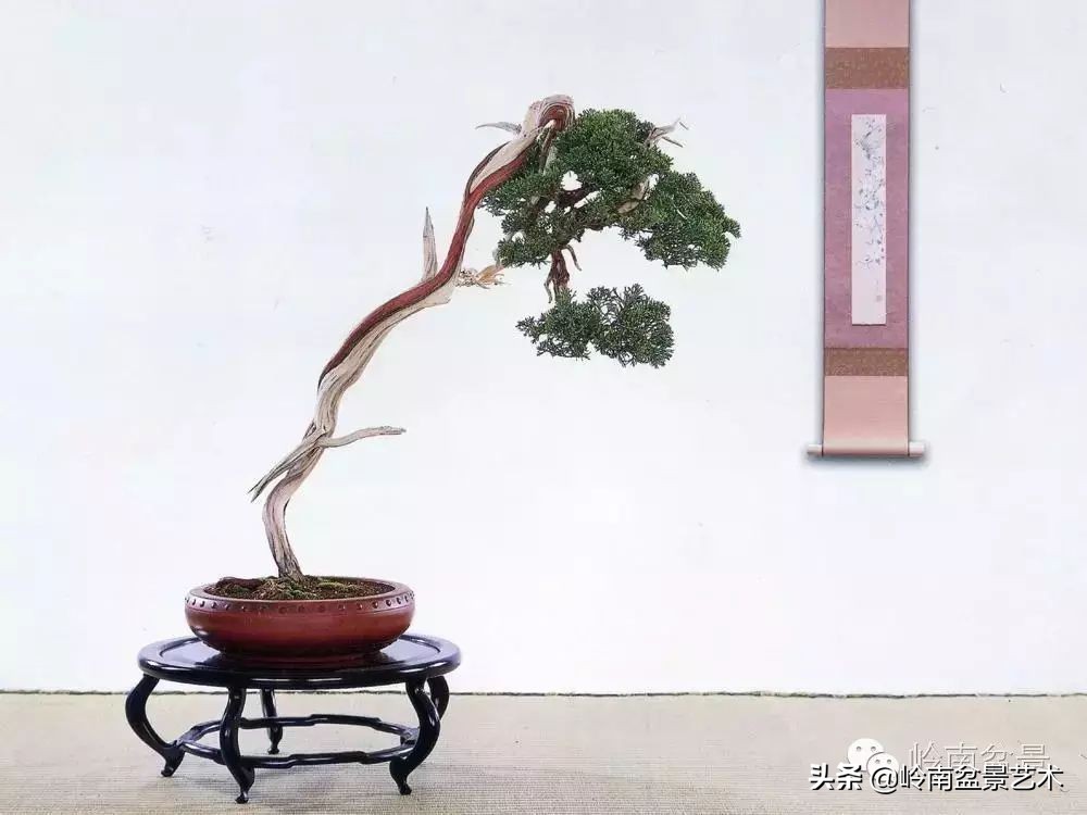 素仁格与文人树,你怎么看?