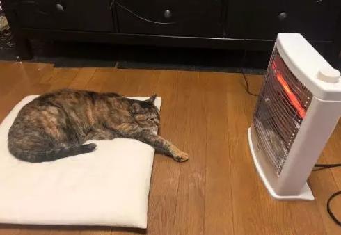 猫咪太聪明严重影响铲屎官脱单啊,猫咪所有的活力都留给了铲屎官