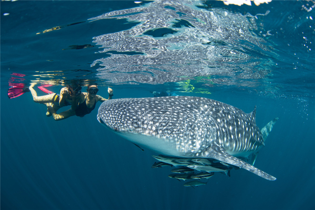 泰国第一潜水胜地,泰国最漂亮潜水岛屿