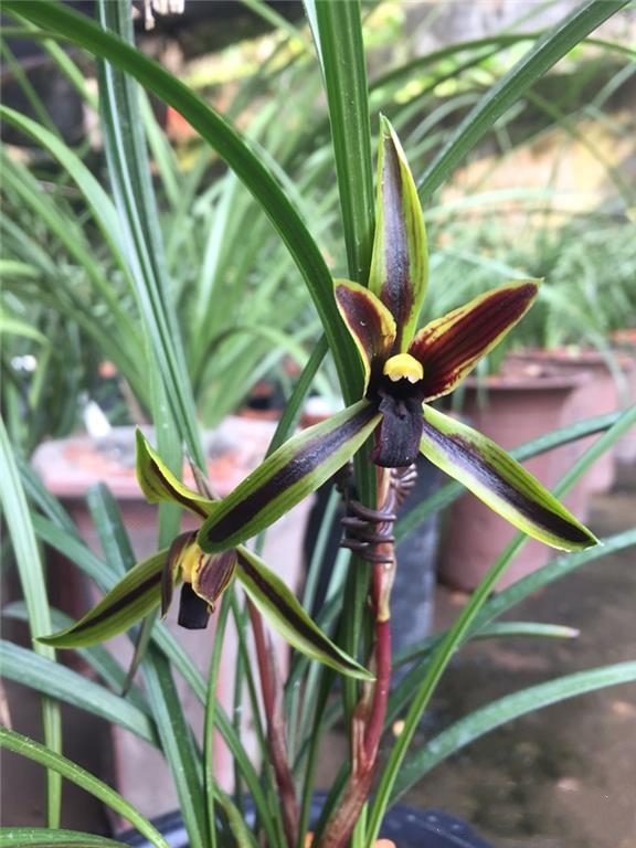 他是国兰大师，但一生酷爱名车，后来用两苗草换了一辆豪车