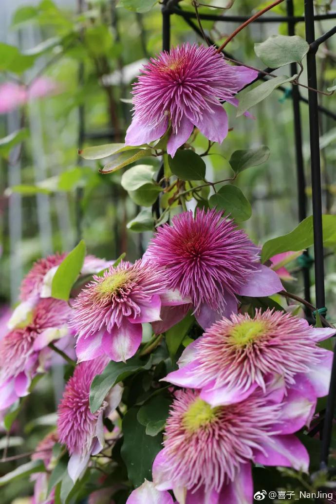 藤本植物皇后铁线莲,藤本皇后铁线莲品种