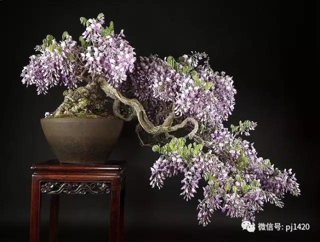 紫藤之美,紫藤迷人的气质