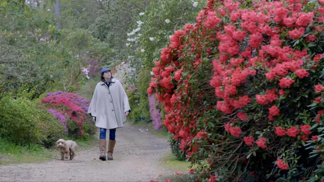 牡丹为什么称为雍容华贵,牡丹真正的国色天香