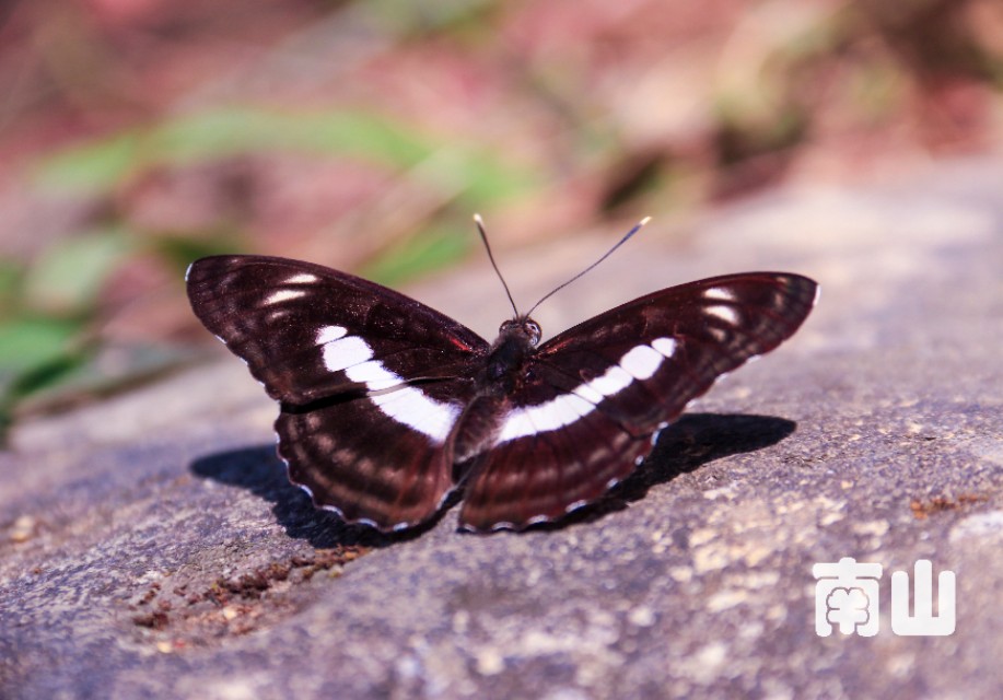 坚果pro2s与魅族pro7,坚果pro2s和小米8se对比