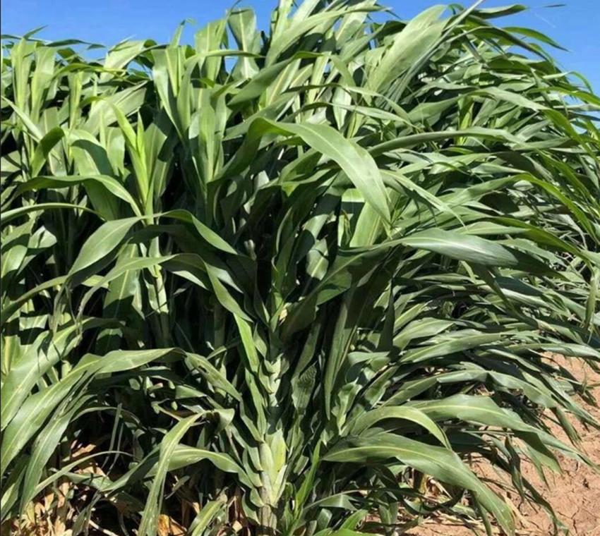 种地技术和养殖技术,农民种地不容易选对品种是关键