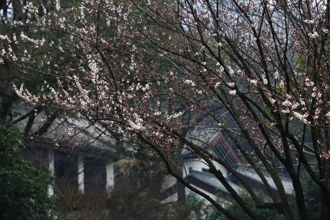 濡備綍鍖哄垎妯辫姳妗冭姳姊ㄨ姳鏉忚姳娴锋,妯辫姳妗冭姳鏉庤姳鏉忚姳濡備綍鍖哄垎