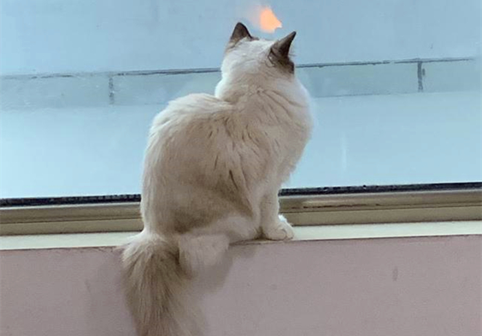 明明驱虫了但为什么还有蜱虫,猫咪得了毛滴虫主人要怎么防