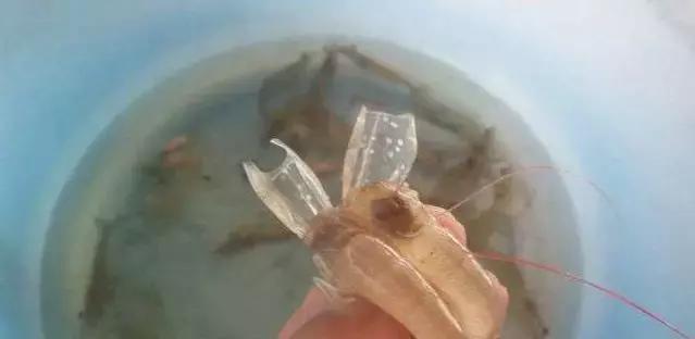 南美白对虾爆发病毒视频,南美白对虾虹彩病毒有救吗