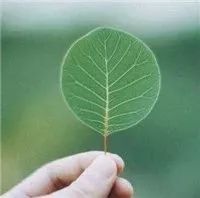 为什么王思聪可以找那么多女朋友,王思聪被问起找女友找什么样的