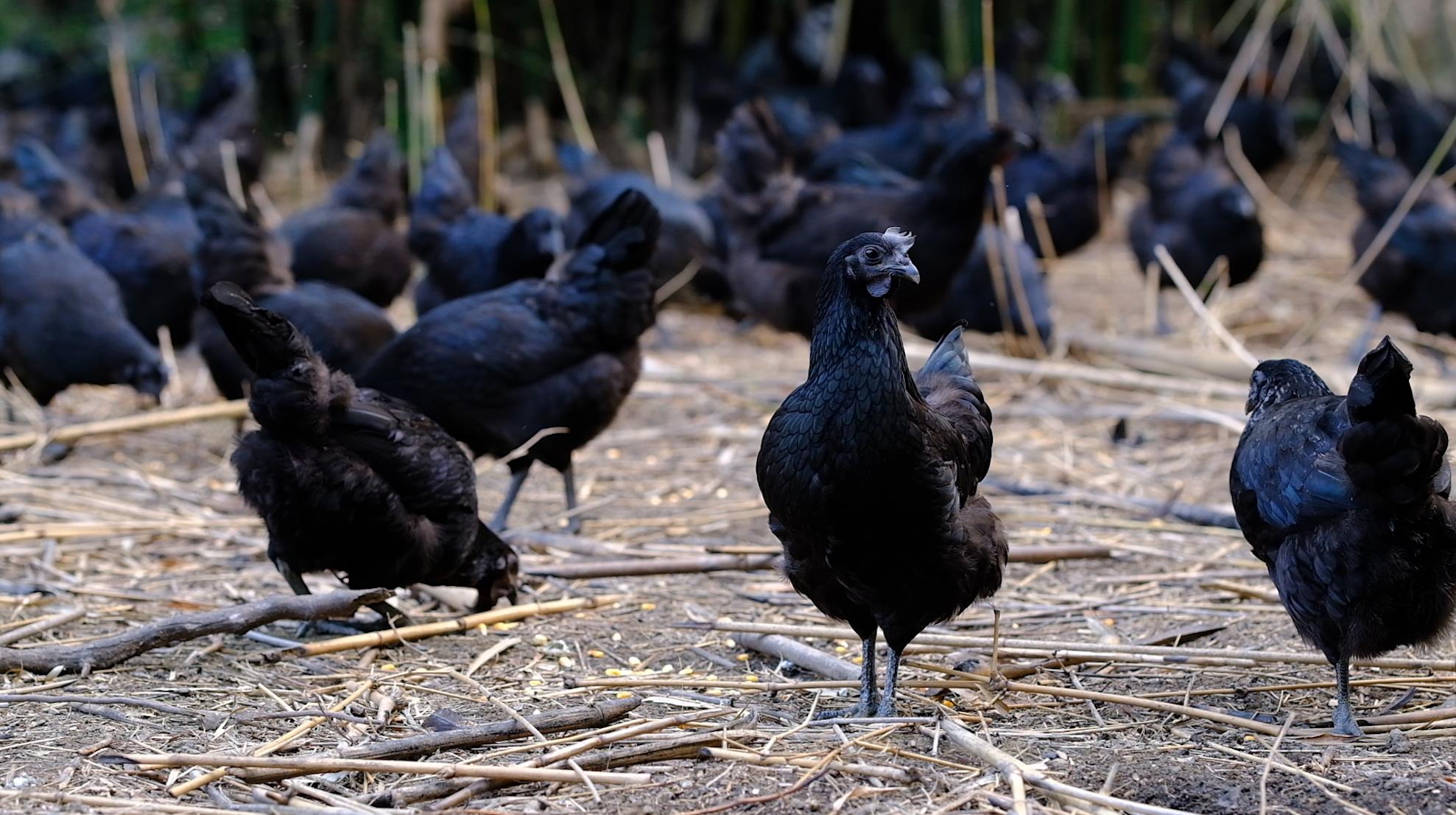 全身皮毛都是黑色的,长得像鸟一样的鸡,一年能卖8000多只