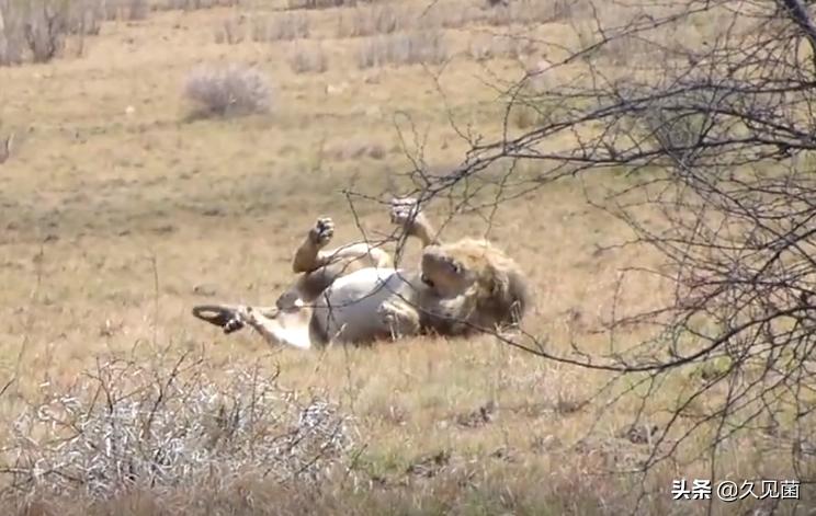 动物被蛇咬为什么不会死,狮子吃了被蛇咬的动物