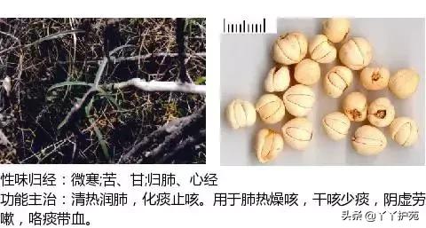 农村身边的中草药主治与功效,中草药全图谱与功效