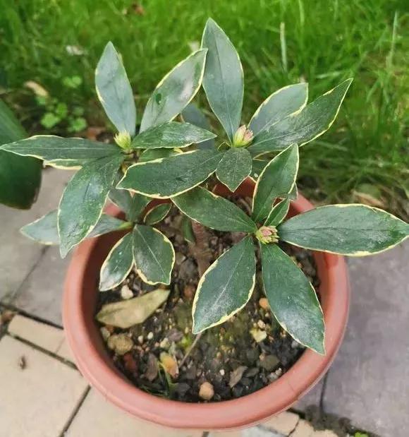 冬天能扦插蟹爪兰放室内还是室外,这4种花现在扦插最容易生根杀菌