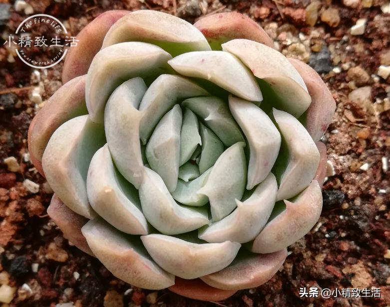 出去旅游怎么给植物浇水,外出旅游家里盆栽植物怎么管理