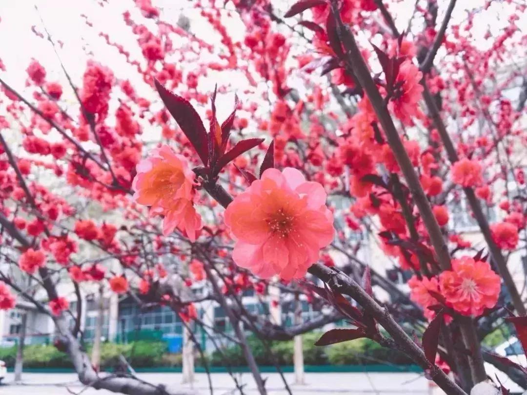 京郊最美的十大花海,京郊这些浪漫花海惊艳初秋的北京