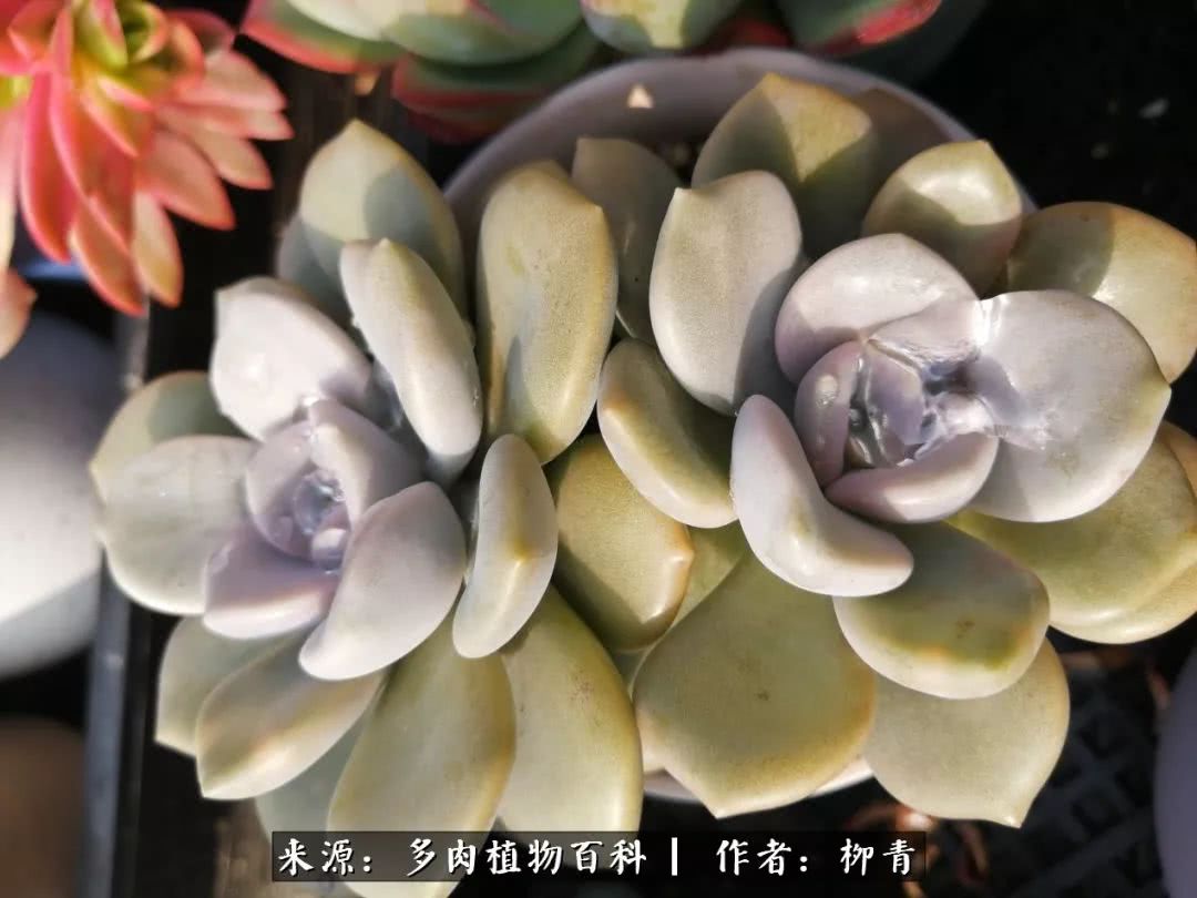 从入卡坑一个月到入卡坑三年,从入坑到现在所有品种开花图