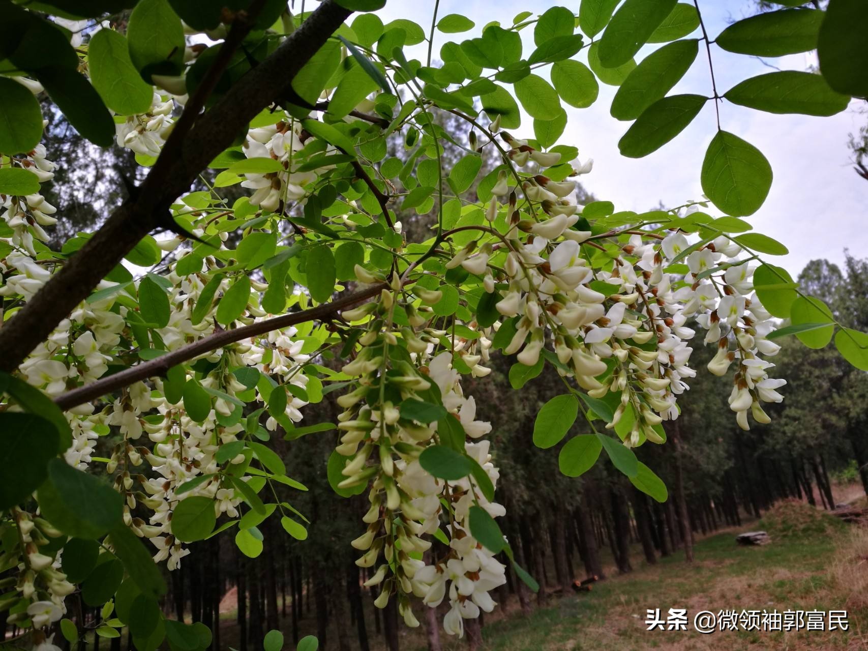 家乡的洋槐花纯天然,家乡的洋槐花