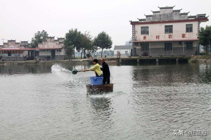 池小养不了大鱼（小说）