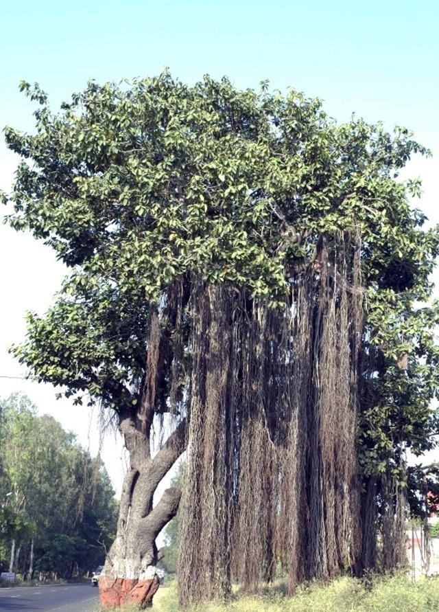 榕树移栽发芽慢,榕树养殖温度