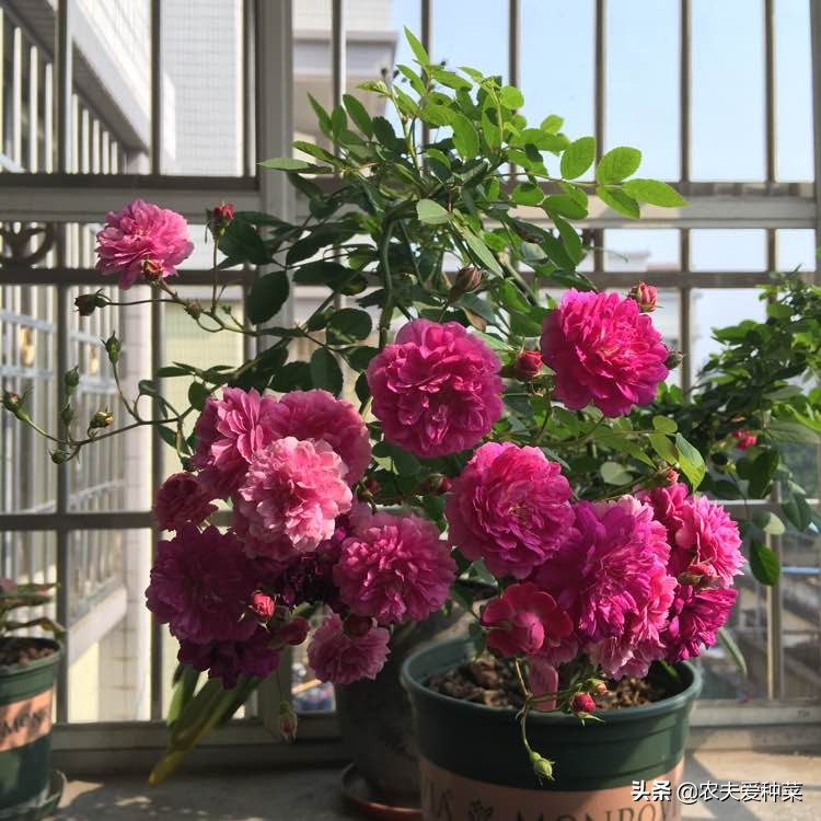 月季最名贵的品种有哪些,月季有哪些高档切花品种