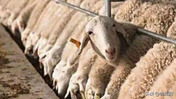 夏季羊中暑如何急救,夏季养羊防中暑小诀窍