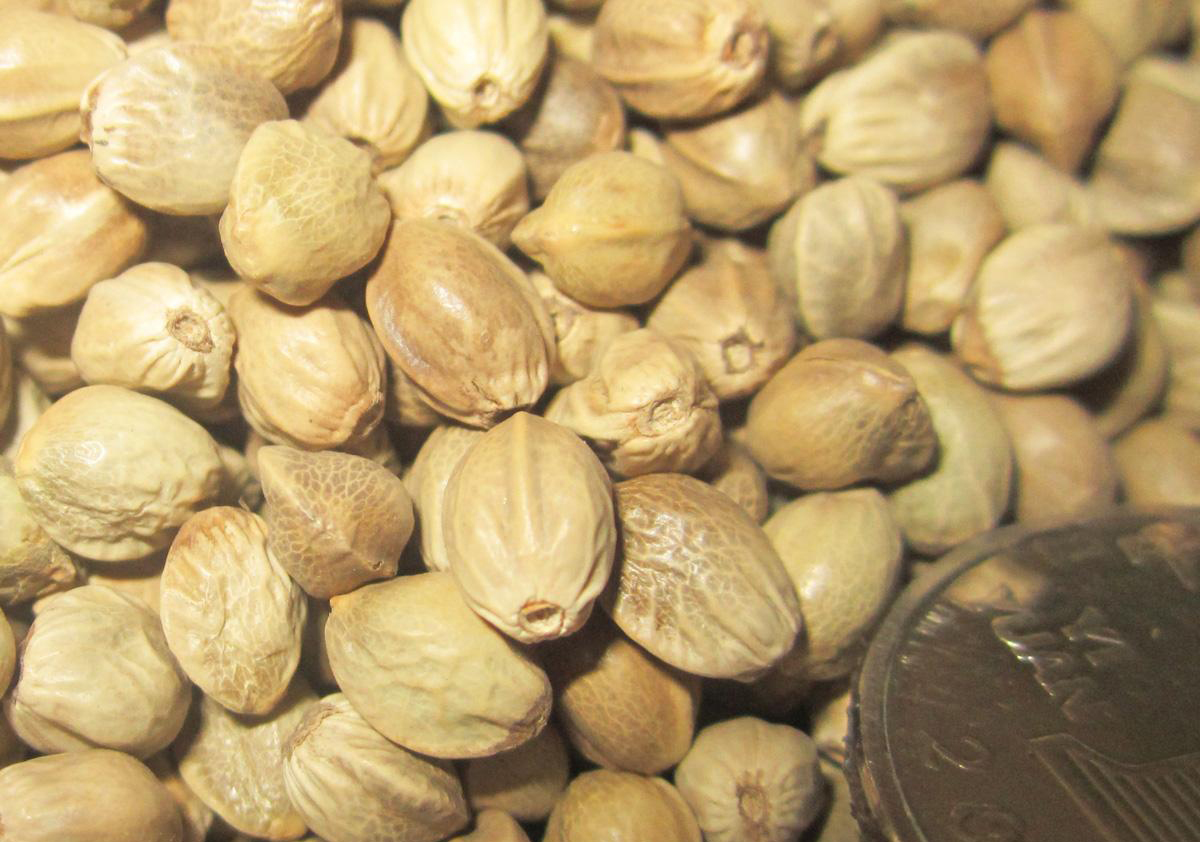 说文解字第1章,桃之夭夭有蕡其实中的蕡怎么读