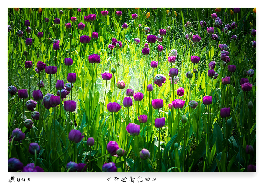 郁金香（turban）——爱情的花语，美丽的丝巾