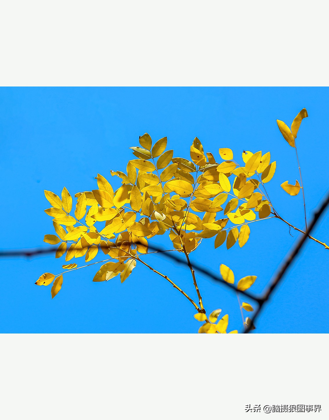 蔚蓝色的天空素材视频,黑色和透明的花摄影效果