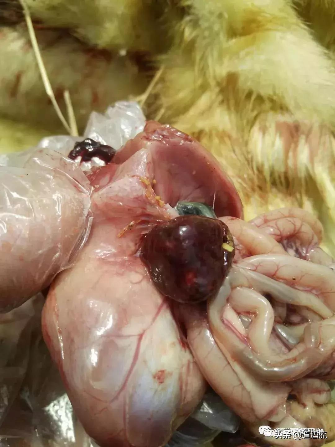 肉鸭脾坏死用什么药效果好,肉鸭12天出现一个脾坏死