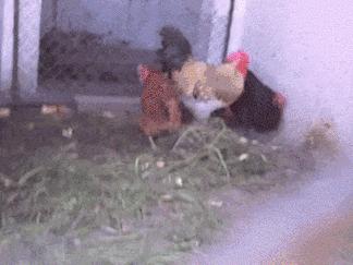 搞笑gif开心每一天,搞笑gif开心一刻动图