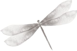 “小满”来了，它的英文表达，难道是smallfull？