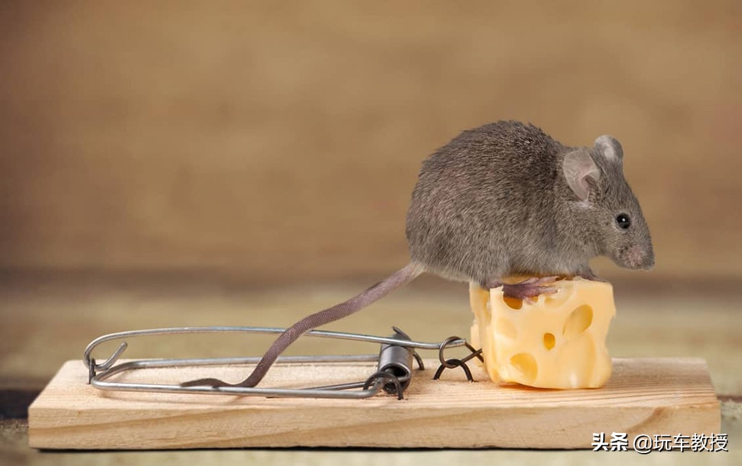 老鼠能钻进汽车驾驶室吗,如果老鼠进家里要怎么办