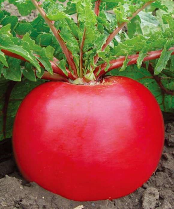 野生红皮萝卜有什么用途,红皮鲜萝卜的功能