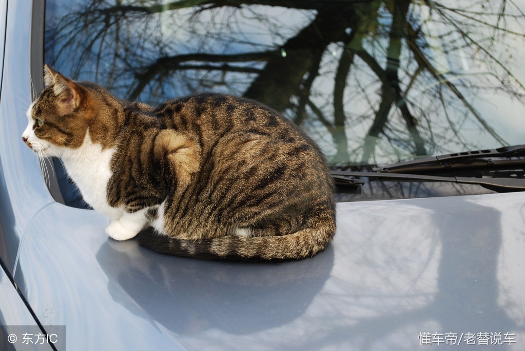 冬天车机舱有动物进去怎么解决,冬天动物进汽车发动机怎么办