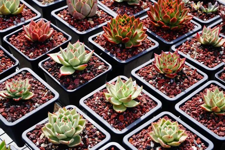 养多肉植物修身养性,多肉的习性和日常养护方法